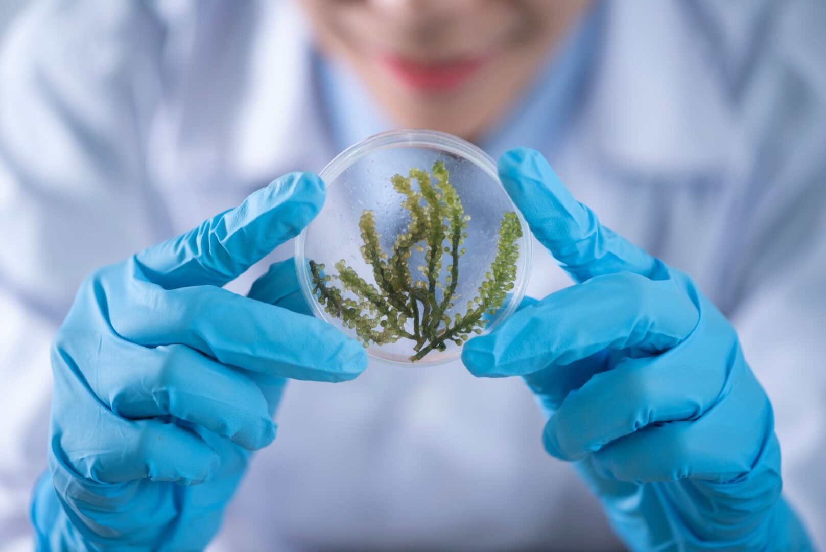A person holding a plant in a petri dish.